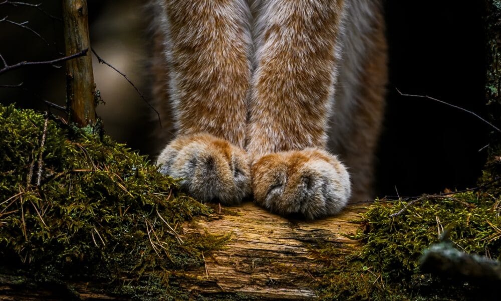 Vuoden luontokuva 2025